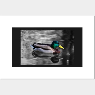 Mallard Duck Posters and Art